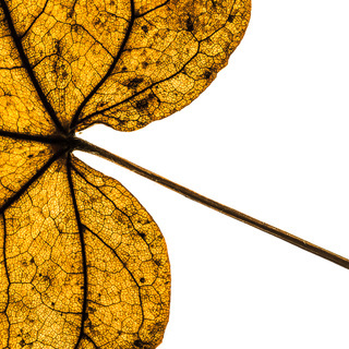 Andreas Kern, Fotografie, fotografiera, Blatt 1, Blatt, Natur