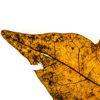 Andreas Kern, Fotografie, fotografiera, Blatt 2, Blatt, Natur