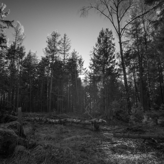 Andreas Kern, Fotografie, fotografiera, Wald 1, Natur, Wald